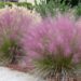 Ficha botánica: Muhlenbergia Capillaris, la planta para sumar color y delicadeza a tu jardín en otoño