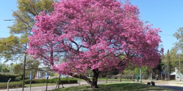 Volver a las plantas autóctonas: por qué los lapacho son el mejor ejemplo de este regreso