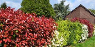 3 plantas de bajo mantenimiento para tapar a los vecinos