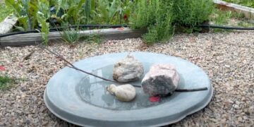 Así es la huerta y la innovadora fuente para pájaros de Dalila, la Jardinera Científica