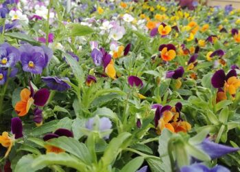 5 plantas para plantar en mayo y darle color a tu jardín en invierno