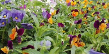 5 plantas para plantar en mayo y darle color a tu jardín en invierno