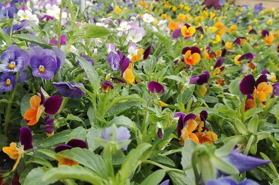 5 plantas para plantar en mayo y darle color a tu jardín en invierno