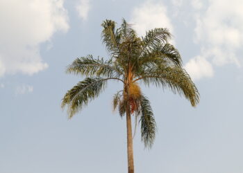 Ficha botánica: Pindó (Syagrus romanzoffiana), la palmera nativa más vistosa