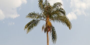 Ficha botánica: Pindó (Syagrus romanzoffiana), la palmera nativa más vistosa