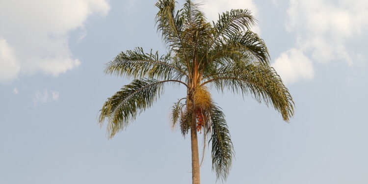 Ficha botánica: Pindó (Syagrus romanzoffiana), la palmera nativa más vistosa