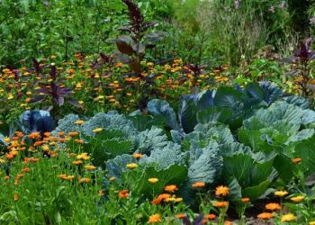 Flores en la huerta: por qué son imprescindibles by Eleo Cole