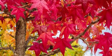 Cómo cosechar y almacenar semillas de Liquidámbar
