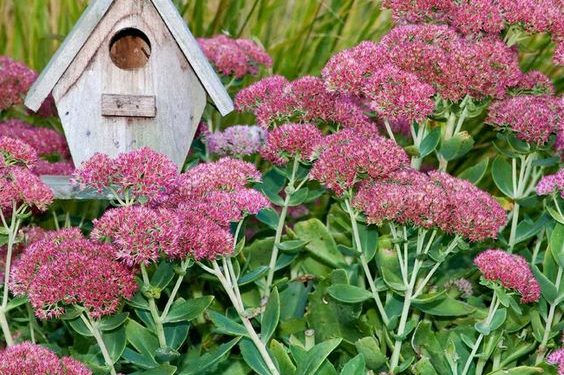 Ficha botánica: Hylotelephium espectabile o Sedum spectabile autumn joy, el secreto del otoño