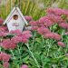 Ficha botánica: Hylotelephium espectabile o Sedum spectabile autumn joy, el secreto del otoño