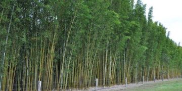 Ficha botánica: Bambusa oldhamii, una variedad de bambú muy particular