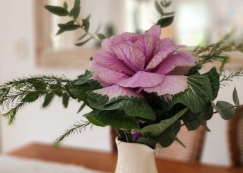 Los repollos ornamentales son tendencia para decorar interiores