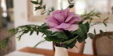 Los repollos ornamentales son tendencia para decorar interiores