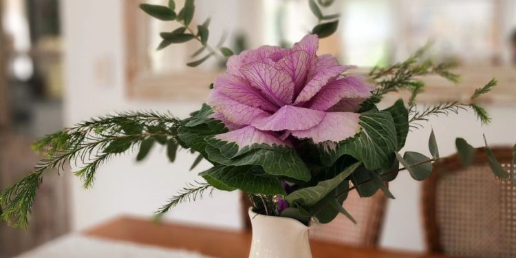 Los repollos ornamentales son tendencia para decorar interiores