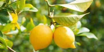 Curiosidad: por qué es tan importante cosechar los limones una vez maduros