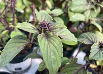 Albahaca africana (Ocimum kilimandscharicum): la variedad que resiste todas las estaciones