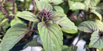 Albahaca africana (Ocimum kilimandscharicum): la variedad que resiste todas las estaciones