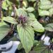 Albahaca africana (Ocimum kilimandscharicum): la variedad que resiste todas las estaciones