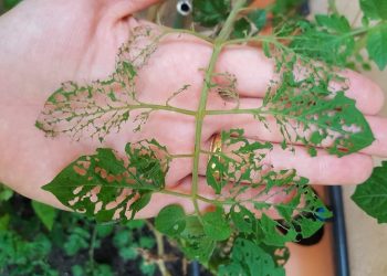 Cuatro recetas de purines para usar contra las plagas que atacan las huertas, vía INTA