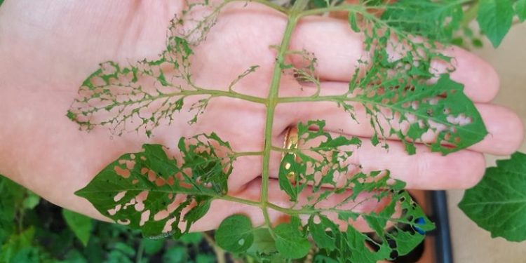 Cuatro recetas de purines para usar contra las plagas que atacan las huertas, vía INTA