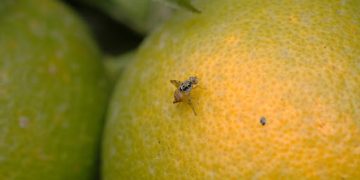 Mosca de la fruta: qué es, cómo identificarla y combatirla