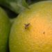 Mosca de la fruta: qué es, cómo identificarla y combatirla