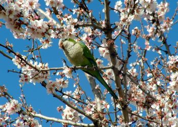 Floración proterante: de qué se trata y cuáles son las plantas que florecen así