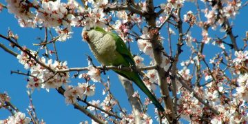 Floración proterante: de qué se trata y cuáles son las plantas que florecen así