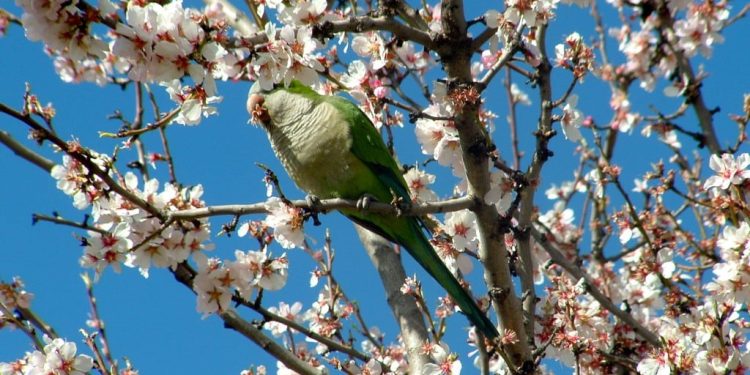 Floración proterante: de qué se trata y cuáles son las plantas que florecen así