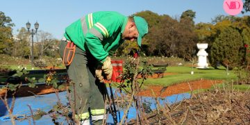 Fiesta del Rosedal: así vivimos el evento de poda y entrega de esquejes de rosas