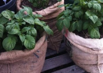 Huerta en bolsas: la última tendencia para cultivar tus propias verduras de forma fácil y económica