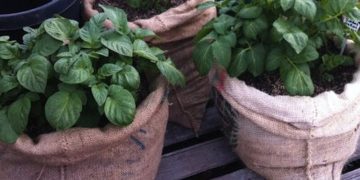 Huerta en bolsas: la última tendencia para cultivar tus propias verduras de forma fácil y económica