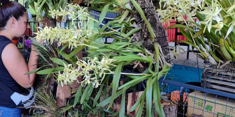 Agenda: ¿Dónde es y de qué se trata el próximo evento de jardinería?