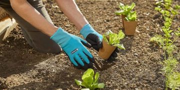 Cómo plantar con éxito los plantines en el cantero by Paquita Romano