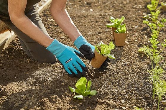 Cómo plantar con éxito los plantines en el cantero by Paquita Romano