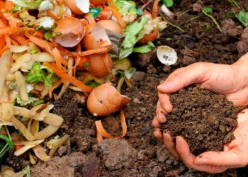 Todo lo que tenés que saber sobre el vermicompost: el abono orgánico del momento