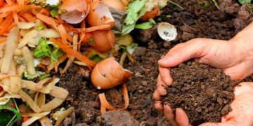 Todo lo que tenés que saber sobre el vermicompost: el abono orgánico del momento