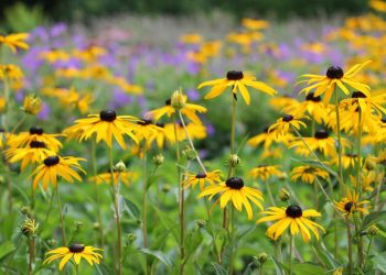 Flores amarillas: conocé las diferentes variedades de Rudbeckias