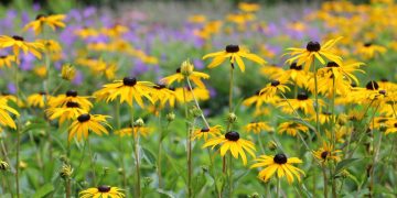 Flores amarillas: conocé las diferentes variedades de Rudbeckias