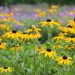 Flores amarillas: conocé las diferentes variedades de Rudbeckias