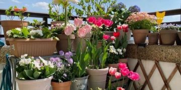 Balcones: prevención y cuidados para plantas en maceta ante la próxima ola de calor