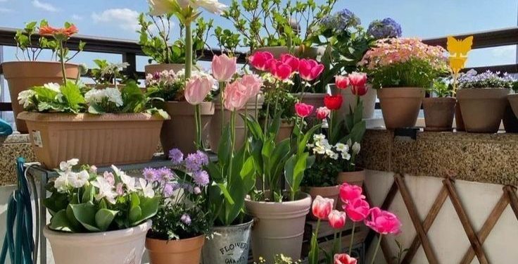 Balcones: prevención y cuidados para plantas en maceta ante la próxima ola de calor
