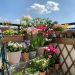 Balcones: prevención y cuidados para plantas en maceta ante la próxima ola de calor