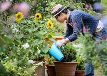 5 flores ideales para sembrar en agosto
