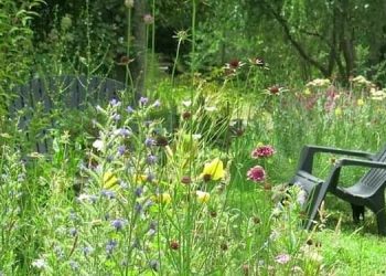 Paisajismo: Las “praderas” son una tendencia en jardinería utilizada para fomentar la biodiversidad