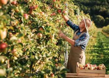 Qué es la agroecología y cuáles son sus 10 mandamientos