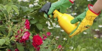 Pulgones en las plantas: 5 fórmulas caseras y efectivas para alejarlos