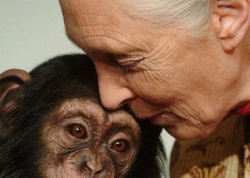 Jane Goodall: la célebre etóloga que dedicó su vida a los chimpancés