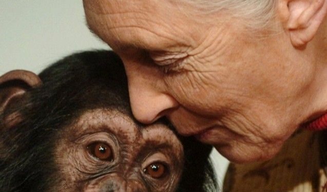 Jane Goodall: la célebre etóloga que dedicó su vida a los chimpancés