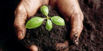 Qué son los biofertilizantes y por qué son tan importantes en jardinería